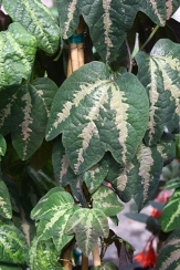 Tri-Color Passionflower, Passionvine, Passiflora trifasciata, copyright � almostedenplants.com